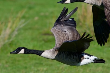 Canada goose on the west coast in Sweden