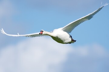 Mute swan on the west coast in Sweden - 479945785