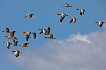 Greylag goose on the west coast in Sweden - 479945905
