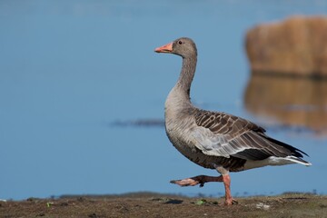 Greylag goose on the west coast in Sweden