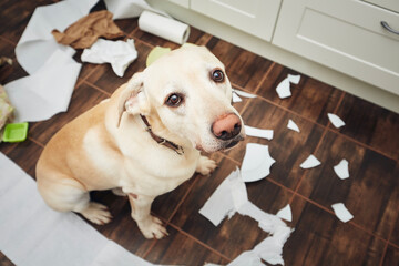 Naughty labrador retriever alone at home. Guilty look of dog after he broke plate and tore rolls of paper..