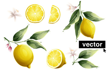 Vector lemon watercolor style illustration. Set of green leaves, flowers, buds, and branches. - obrazy, fototapety, plakaty