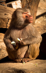 Furry monkey eating an apple