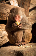 Furry monkey eating an apple