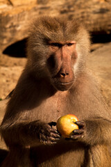 Baboon with an apple in hand