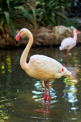 Pink flamingos graze in a pond 