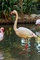 Fototapeta premium Pink flamingos graze in a pond 