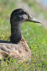 A close-up of duck's head