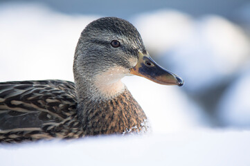 A close-up of duck's head against snowy background