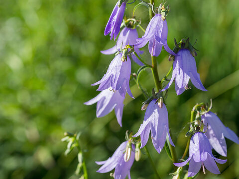 Tall bellflower, Campanula latifolia var. macrantha, blooming in a sunny garden in July, closeup with selective focus and copy space