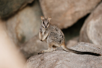 The allied rock-wallaby or Weasel rock-wallaby (Petrogale assimilis) is a species of rock-wallaby...