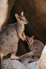 Naklejka na ściany i meble The allied rock-wallaby or Weasel rock-wallaby (Petrogale assimilis) is a species of rock-wallaby found in northeastern Queensland, Australia.