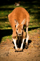 Leaning kangaroo in a zoo