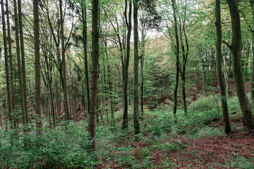 Fototapeta na wymiar Inside green forest . Nature with green trees