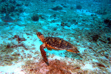 Naklejka premium Turtle swimming over the tropical Bonaire reef