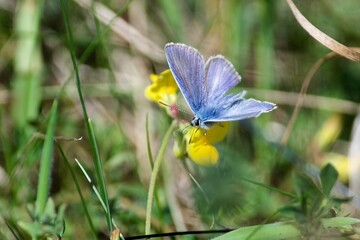 Butterfly on a thistle