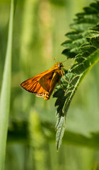 A close-up of a butterfly on a green leaf