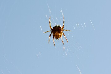 Spider in a close up in Sweden