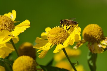 Honey bee in a close up
