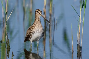 Common snipe in the water - 479947520