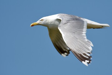 Seagull on the west coast in Sweden - 479947521