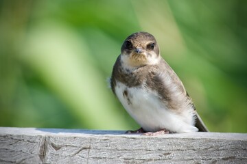 Swallow in a close up in sweden - 479947551