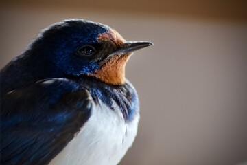 Swallow in a close up in sweden - 479947564