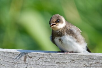 Swallow in a close up in sweden - 479947577