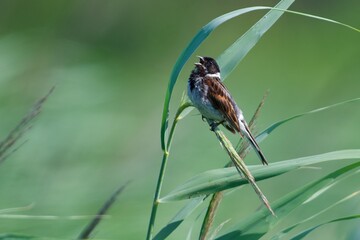 Common reed bunting sitting on a straw and singing - 479947578
