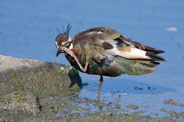 Northern lapwing on the west coast in Sweden - 479947597
