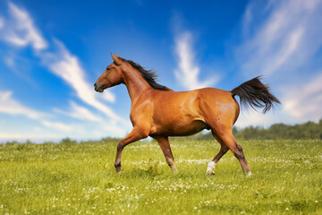 Fototapeta na wymiar Brown horse trots freely across a meadow in summer against a blue sky in the sunshine. Image in landscape format with bold colors..