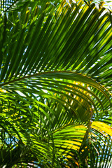 Fototapeta na wymiar Green palm leaf background