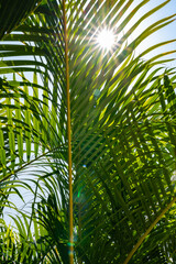 Naklejka na ściany i meble Green palm leaf background