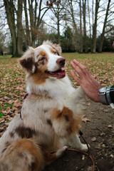 dog walking in the park and waving