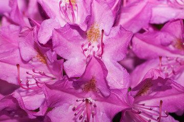Rhododendron blooming flowers in the garden. Springtime, summertime. Pink or purple azalea blossoms. Pacific rhododendron or California rosebay evergreen shrub. Spring flowers background.
