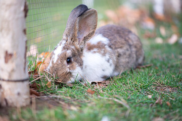 Cute bunny rabbit with long ears sitting in the grass