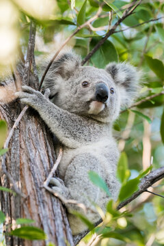 A wild Koala sitting in a tree on Magnetic Island, Queensland, Australia.