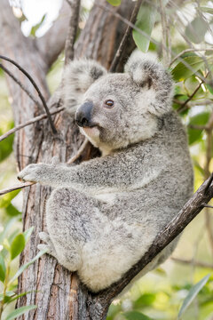 A wild Koala sitting in a tree on Magnetic Island, Queensland, Australia.