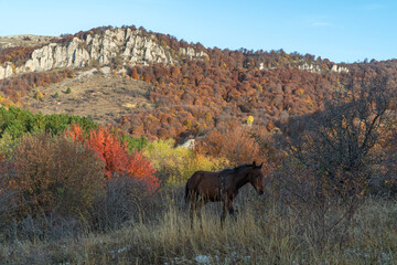 A horse grazes in a meadow in the Demerdzhi mountains