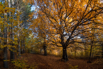 Autumn beech-hornbeam forest in the Crimean mountains
