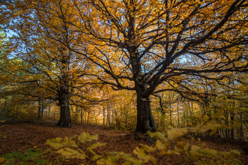 Golden trees in autumn beech forest
