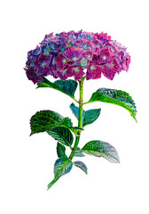 hydrangea, dark sister. Botanical watercolor illustration isolated on white background.