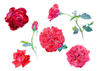 Set of red watercolor roses isolated on white background