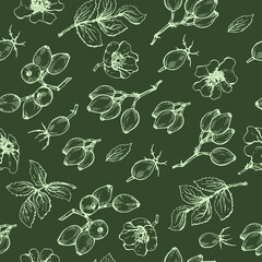 Seamless Pattern with Rosa canina . Detailed hand-drawn sketches, vector