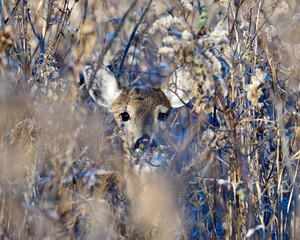 Whitetail Deer doe looking through grass