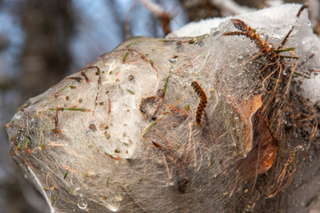 Nest of processionary moth on conifer, Sila National Park