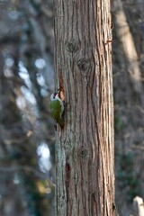 身近な公園で見られる緑色と赤の美しいキツツキ、アオゲラ
