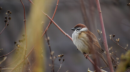 Eurasian Tree sparrow (Passer montanus)