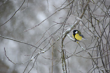 Great tit in winter
