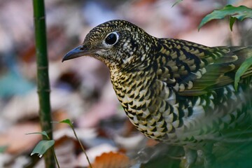 冬に来る渡り鳥、黄色と黒の鱗模様が目立つ美しい小鳥トラツグミ